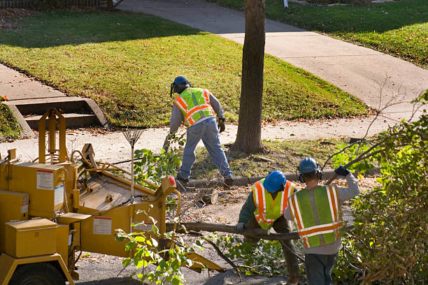 Best Hazardous Tree Removal  in Middleton, WI